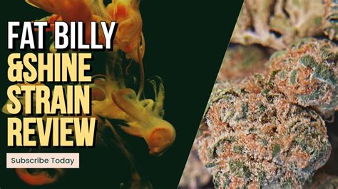 Get full info about Pink Runtz weed strain on AskGrowers. . Fat billy strain info